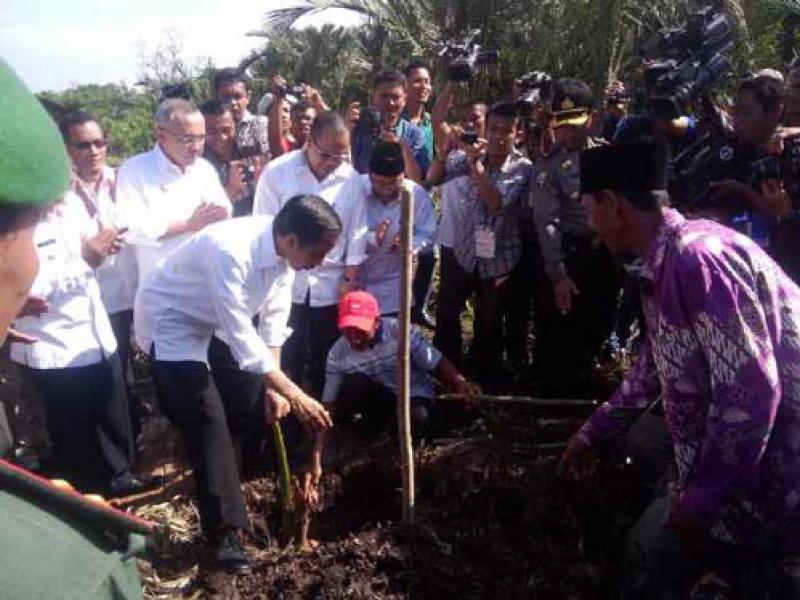 Jokowi Minta Pemprov Bangun Kanal Gambut di Meranti