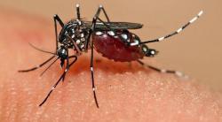 Kasus DBD Menyerang Wilayah Bukit Kapur di Dumai