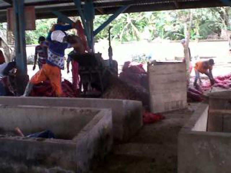 Puluhan Ton Bawang Tangkapan BC Bengkalis di Musnahkan 