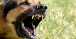 UPTD Distanak Kecamatan Siak Kecil Akan Eliminasi Anjing Liar