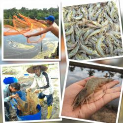 DKP Kabupaten Bengkalis: Tambak Ikan dan Udang Desa Penebal Jadi Pilot Project