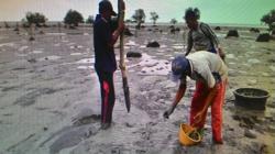 Patut Dicontohi, Kurangi Abrasi, Masyarakat Papal Tanam Mangrove