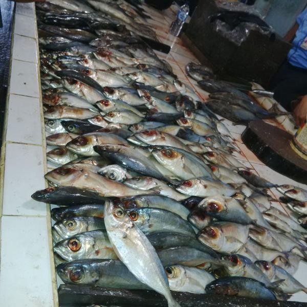 Sidak, Disprindag Bengkalis Temukan Belasan Kilo Ikan Busuk