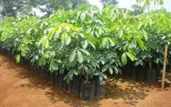 Saksi Ahli dari Polda Riau Akan Dihadirkan Pada Sidang Lanjutan Tipikor Bibit Karet Dishut Bengkalis  