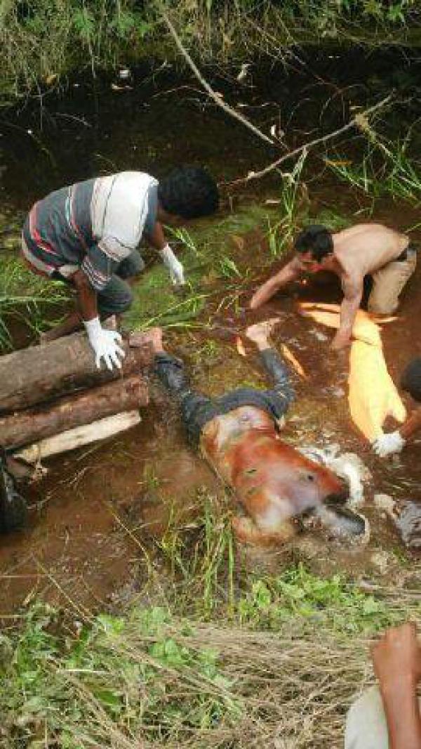 Sempat Dikabarkan Hilang, Supir Truk Ditemukan Tewas Didalam Parit 