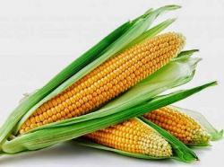 7 manfaat Jagung Untuk Tubuh Anda