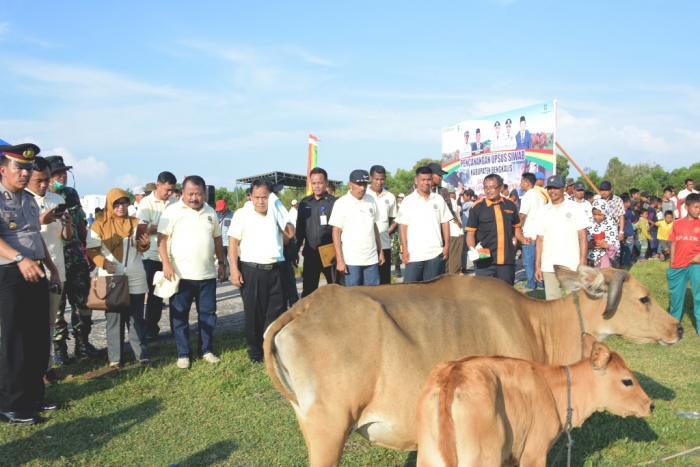 Program Upsus Sapi Induk Wajib Bunting Resmi Diluncurkan di Bukit Batu, Berikut Tujuannya 