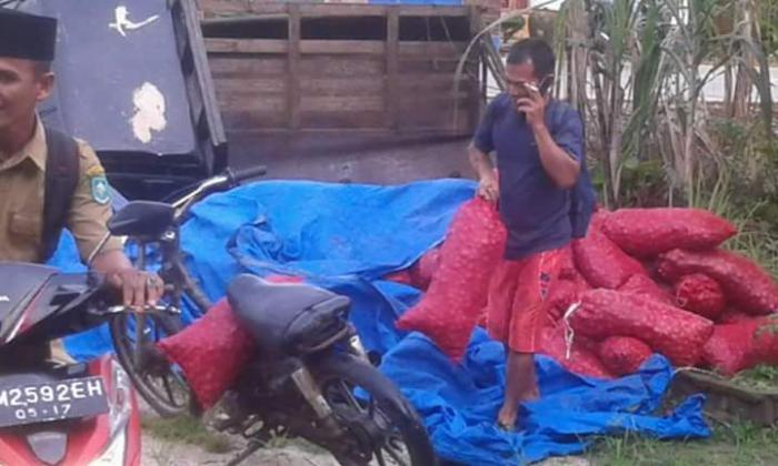 Warga Tameran Bengkalis Panen Bawang Merah Illegal