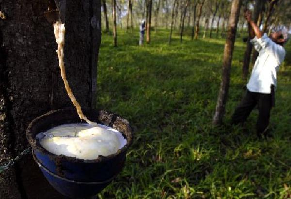 Harga Karet Naik Disaat Musim Hujan, 1 Kg Rp 10 Ribu