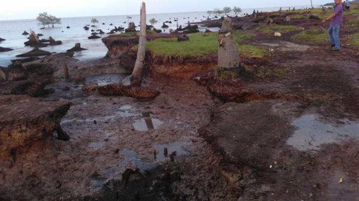 Abrasi di Desa Papal Semakin Parah, Begini Penampakannya 
