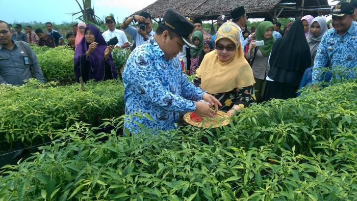 Irwan Panen Cabe di Tanjung Pranap Tebing Tinggi Barat 