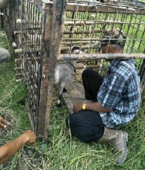 Pasang Perangkap, 3 Ekor Kambing 'Umpan' Harimau di Inhil