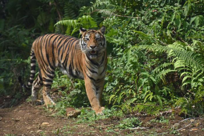 Se-Riau, Tercatat 12 Konflik Satwa Sepanjang 2017. Dua Diantaranya Terjadi di Bengkalis