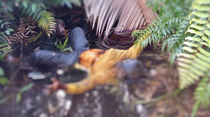 Pulang Seminggu Sekali, Ayah di Teluk Belitung Ditemukan Membusuk di Kebun