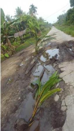 Motif Kesal Warga Kembung Luar Tanam Pohon di Ruas Jalan 