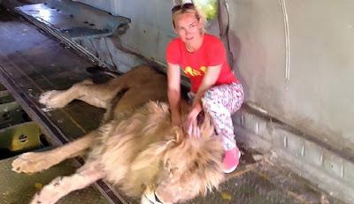 Nekat Masuk dan Berpoto Didalam Kandang Singa, Wanita Ini Tercabik-Cabik