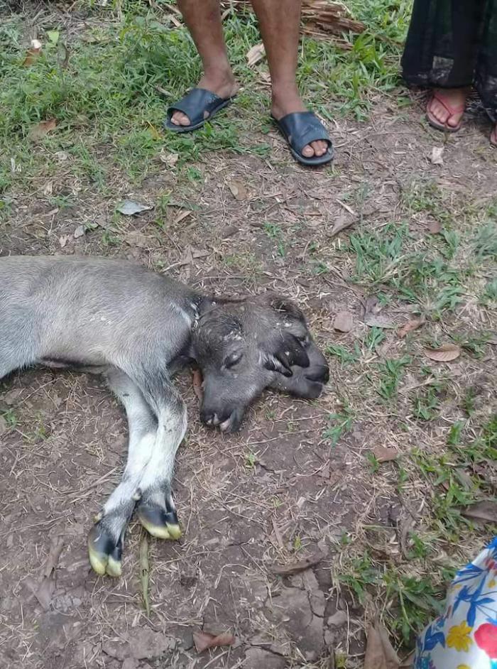Heboh, Seekor Anak Kerbau di Meranti Dikabarkan Lahir Dengan Dua Kepala