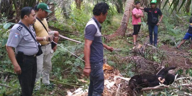 Beruang Madu Ditemukan dalam Jebakan Warga Inhil