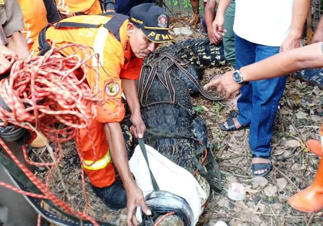 Warga Kampar Diserang Buaya Muara di Sungai Siak