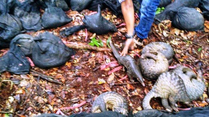 Disidang, Oknum Polisi Dijerat TPPU Seludupkan Puluhan Trenggiling 