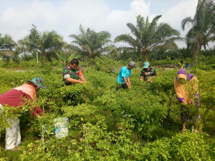 Babinsa Bantu Petani Panen Cabe