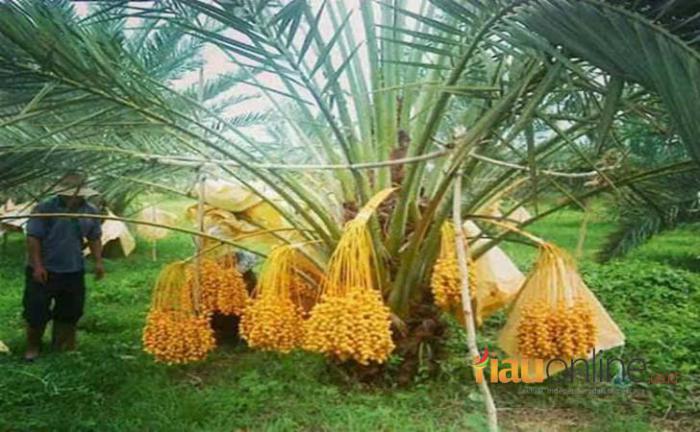 Benarkah Industri Sawit Melemah?, Investasi Kurma Menjanjikan