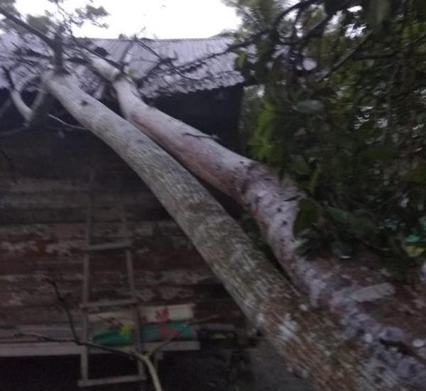 Angin Kencang, 1 Unit Rumah di Bengkalis Tertimpa Pohon
