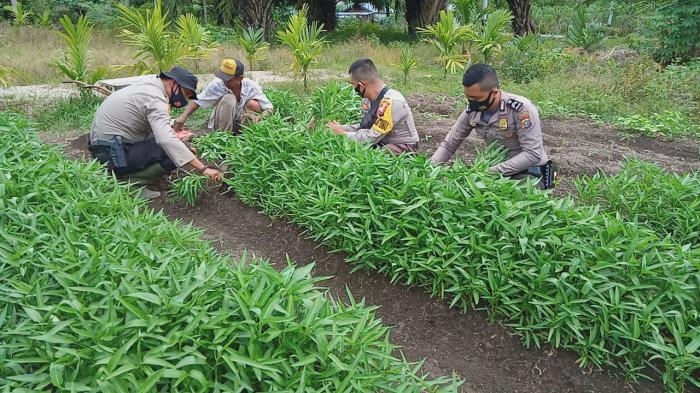 Program Kampung Tangguh, Polsek Tebingtinggi Barat Panen Jagung, Kacang Okra, Kangkung dan Kacang Panjang