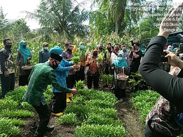 Babinsa Koramil 01/Bengkalis, Hadiri Panen Bersama P2L di Desa Pangkalan Batang