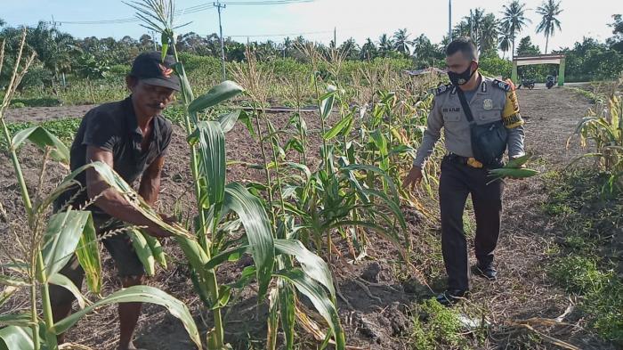 Lagi, Polsek Tebingtinggi Barat Panen Jagung di Kampung Tangguh
