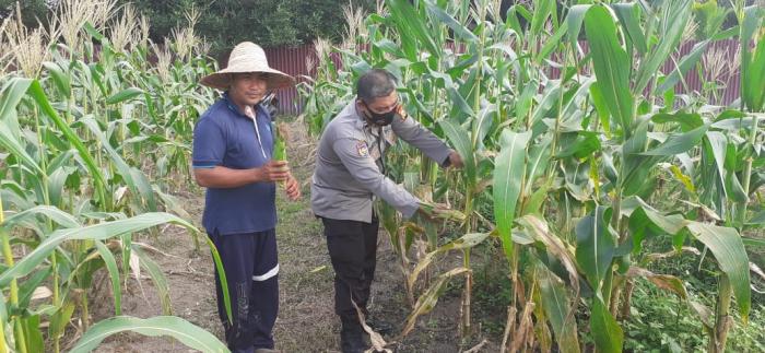 Polsek Tebingtinggi Barat Panen 150 Kg Jagung Program Jaga Kampung