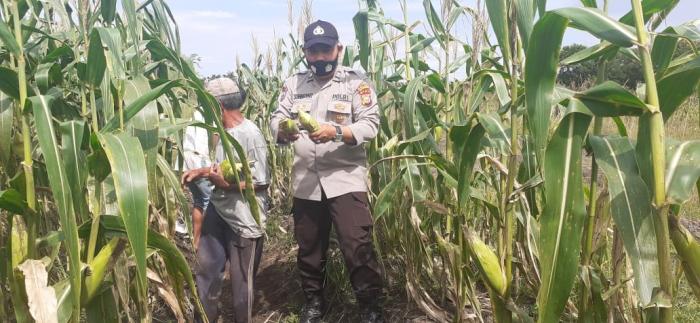 Cek Lahan Kampung Tangguh, Kapolsek: Tanaman Tumbuh dengan Baik
