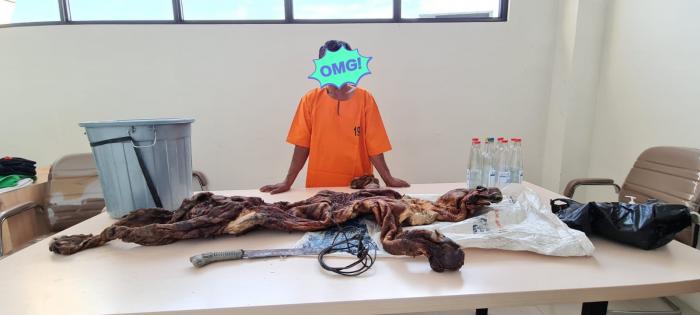Tertangkap Tangan Bawa Kulit Harimau, Seorang Warga Kuansing Diamankan Polisi