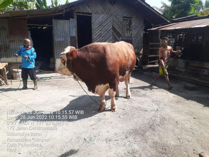 Sapi Kurban Bantuan Presiden untuk Riau Sebesar 814 Kg, Ini Harga dan Jenisnya