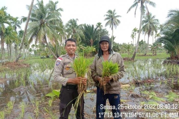 Ikut Dorong Ketahanan Pangan, Personel Polsek Rangsang Ini Bantu Warga Menanam Padi