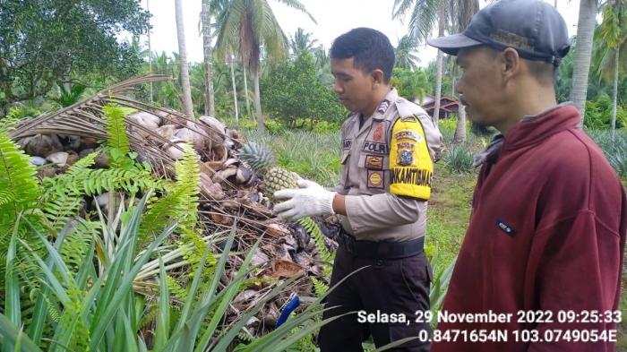 Polisi di Rangsang Bantu Petani Memanen Nenas hingga Borong Hasil Panen