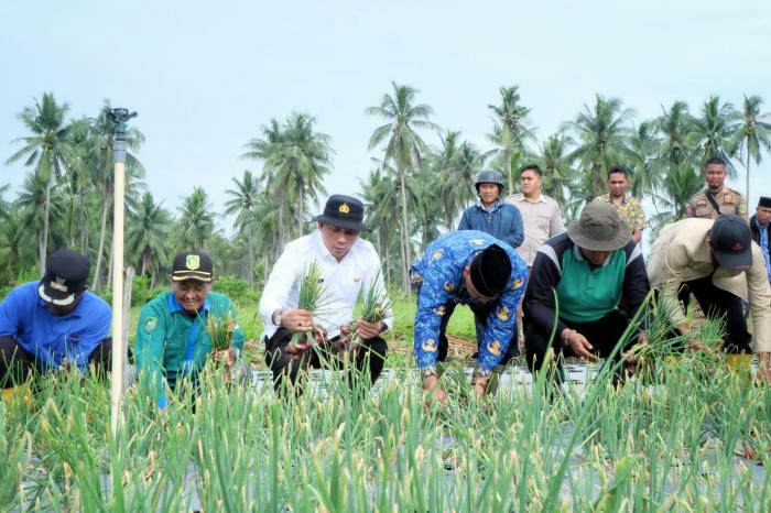 Bupati Adil Panen Bawang Merah di Rangsang