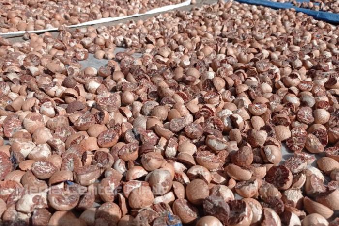 Harga Pinang Kering di Riau Rp7.667 per Kg