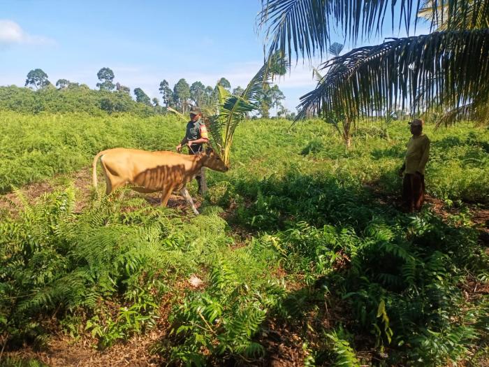 Babinsa Koramil/02 Tebingtinggi Pantau PMK Hewan di Sungai Gayung Kiri