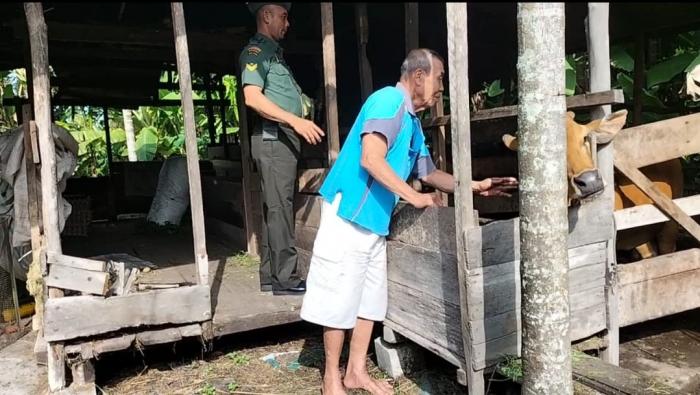 Antisipasi Wabah PMK, Babinsa Koramil 02/Tebingtinggi Pantau dan Cek Ternak Warga