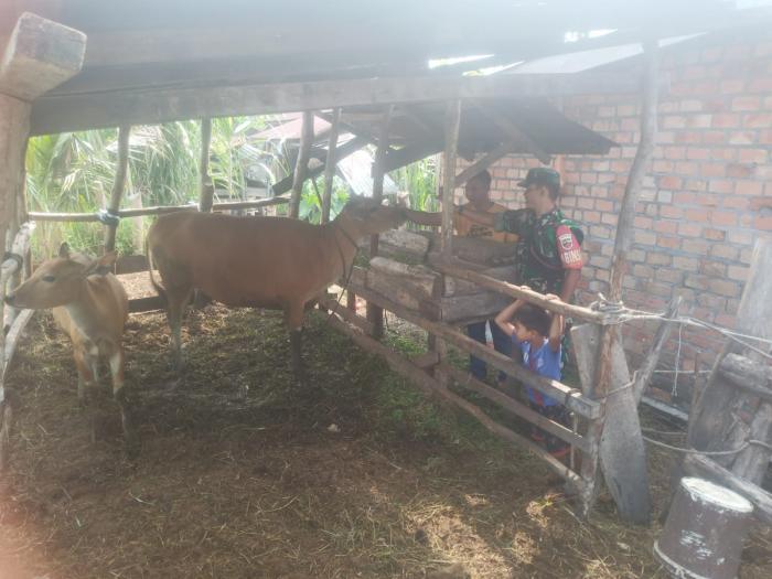 Babinsa Koramil 02/Tebing Tinggi Serda Prayetno Pantau PMK Hewan di Desa Mengkikip