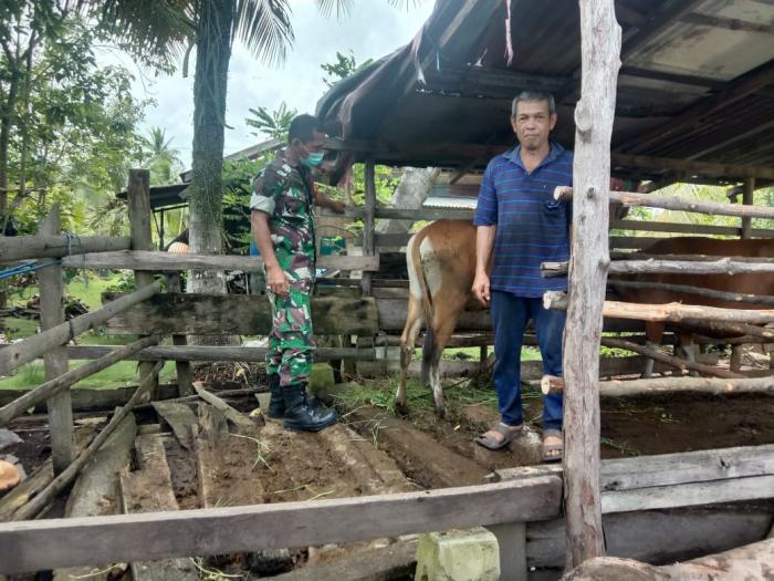 Babinsa Koramil 02/Tebingtinggi Serka Anton Pantau PMK Hewan di Wilayah Binaan