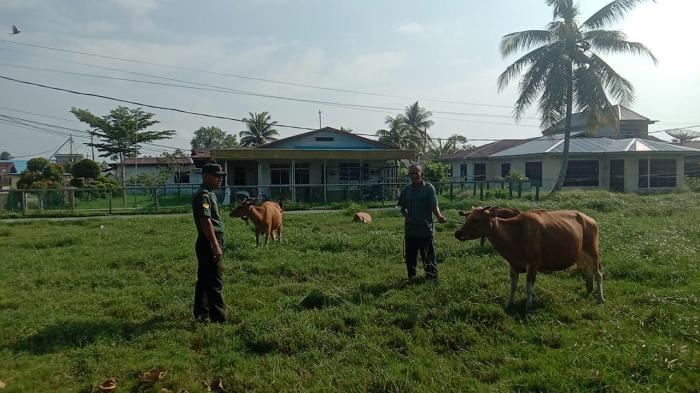 Cegah PMK, Babinsa Serka Anton Harianja Cek Kesehatan Ternak Sapi di Desa Banglas