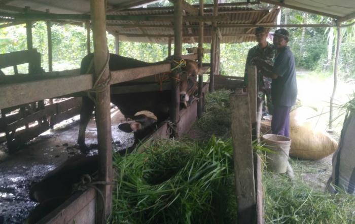 Cegah PMK, Babinsa Koramil 02/Tebing Tinggi Sertu Rudianto R Pantau Kesehatan Ternak Warga