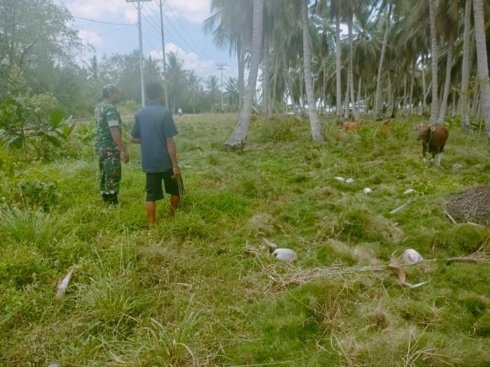 Babinsa Koramil 02/Tebing Tinggi Serda Irvan Sulaiman Pantau Kesehatan Ternak Sapi Warga