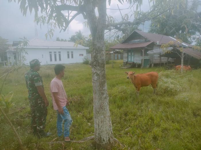 Cegah PMK, Babinsa Serda Irfan Sulaiman Periksa Ternak Hewan di Desa Tanjung Gadai