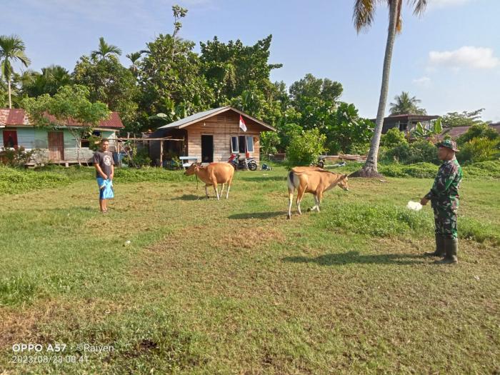 Cegah PMK, Babinsa Serka Rayen Kunjungi Peternak Sapi di Dorak