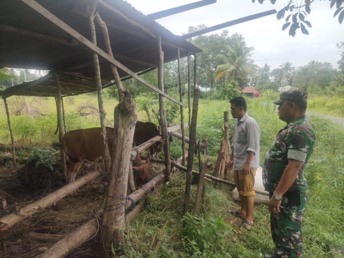 Cegah PMK Hewan, Babinsa Serda Herman Saputra Cek Ternak Sapi di Desa Nipah Sendanu