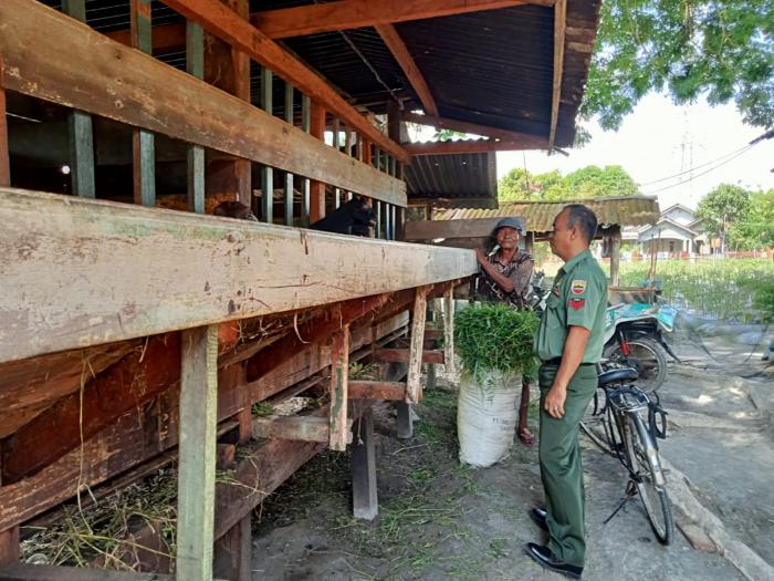 Upaya Cegah PMK, Babinsa Koptu Muherli Kunjungi Peternak Kambing di Selatpanjang Barat