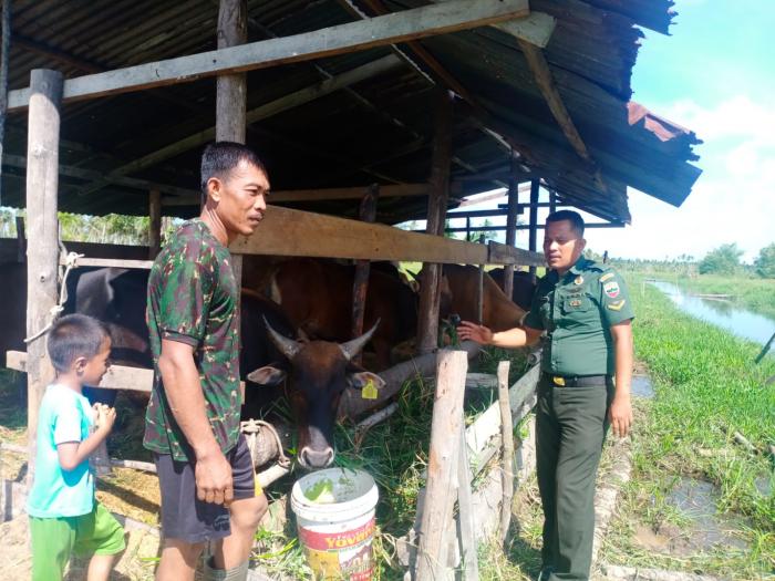 Babinsa Serda Zulkarnain Harahap Kunjungi Peternak Sapi di Desa Melai
